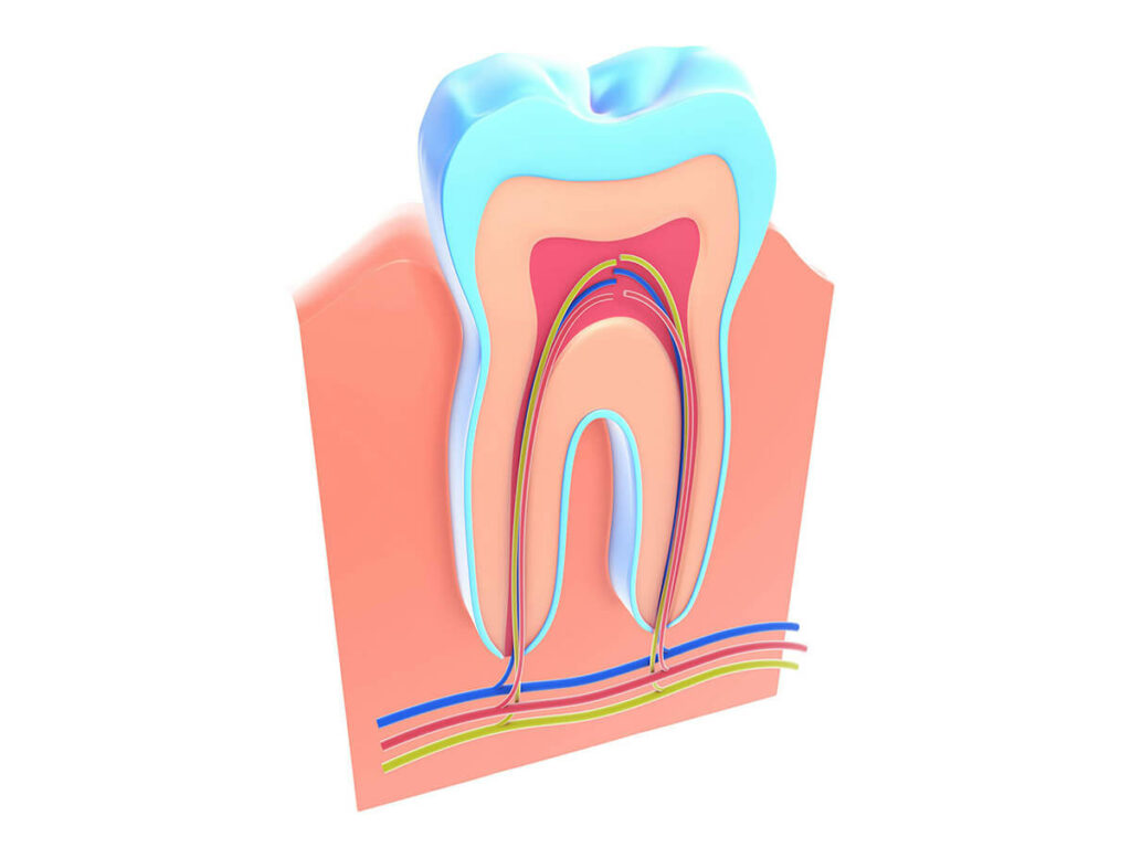 Illustration of a tooth cross section showing the nerves and roots attached to the gums